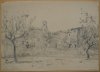 1922 - Alberi di olivo nell'orto di Sant'Anna